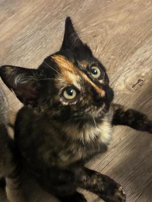 Dolly (bonded with Jolene), kitten, available for adoption
