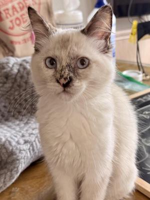 A close-up of a white cat with blue eyes and a slightly dirty face, sitting on a wooden surface with a gray knitted blanket in the background.