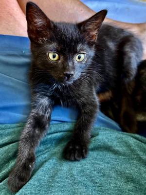 Godiva, kitten, available for adoption