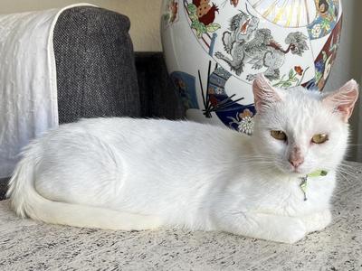Anastasia, young, available for adoption