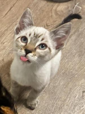 A light-colored kitten with blue eyes and a pink tongue sticking out, sitting on a wooden floor.