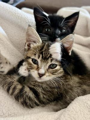 Remus, kitten, available for adoption