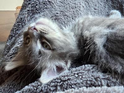 Merry-Go-Round, kitten, available for adoption