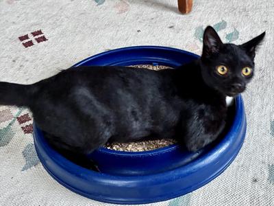 Little Bear, kitten, available for adoption
