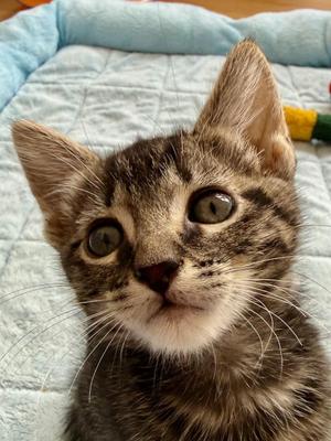 Ghirardelli, kitten, available for adoption