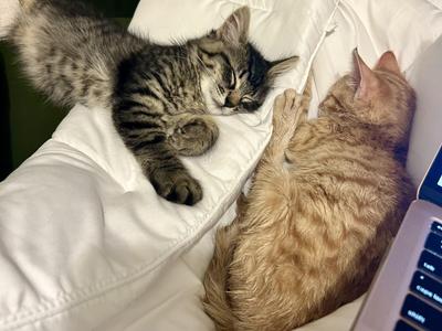 Monkey Bread (bonded with Arthur), kitten, available for adoption