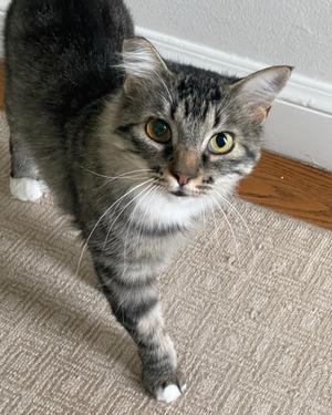 Dulcimer, adult, available for adoption