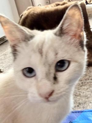 Dior (bonded with Chanel), kitten, available for adoption