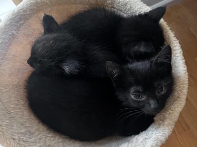 Midas, kitten, available for adoption