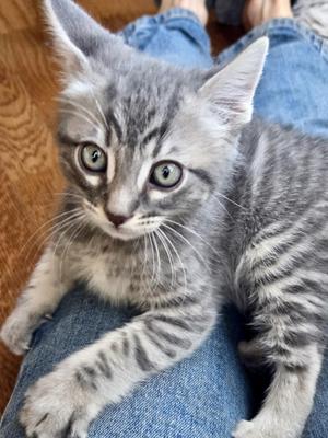 Bumper Car, kitten, available for adoption