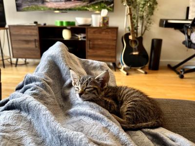 Nimbus, kitten, available for adoption