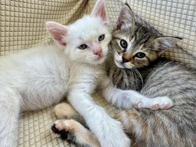 Two kittens, one white and one tabby, lying together on a textured surface.