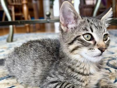 Darla (bonded with Wallace), kitten, available for adoption