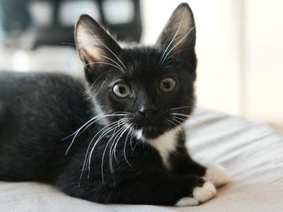 Paddy, kitten, available for adoption