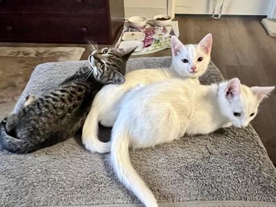 Cleopatra, kitten, available for adoption
