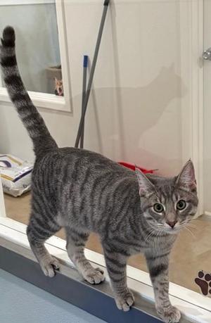 Gambit, young, available for adoption