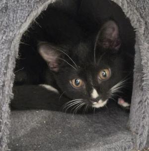 Dragon Mew, young, available for adoption