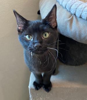 Night Crawler, young, available for adoption
