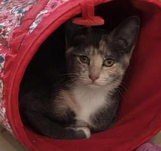 Honeymew, young, available for adoption
