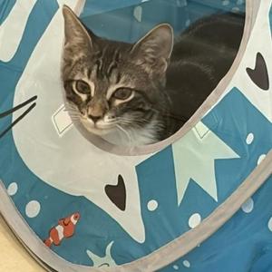 Purnana, young, available for adoption