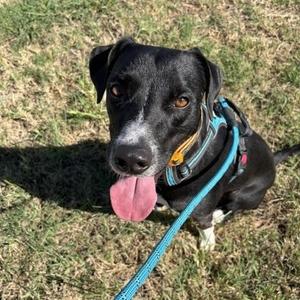 Cleetus, Border Collie, young, available for adoption