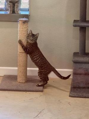 Fussbuz, young, available for adoption