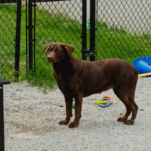 Dove #7118, Labrador Retriever, young, available for adoption
