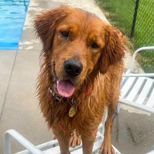 Ben #7147, Golden Retriever, young, available for adoption