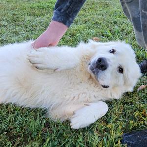Fred #7378, Great Pyrenees, young, available for adoption