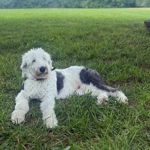 A fluffy white and black dog lying on a grassy field.