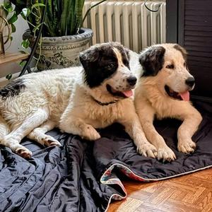 Darling, Great Pyrenees, puppy, available for adoption