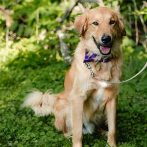 Dom #7430, Anatolian Shepherd / Golden Retriever, adult, available for adoption