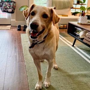 Carter #6531, Labrador Retriever / Golden Retriever, adult, available for adoption