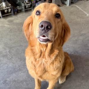 Honey #7062, Golden Retriever, young, available for adoption