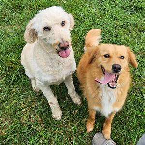 Bingo #6937, Golden Retriever, young, available for adoption