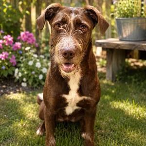 Greta #7192, Pointer, young, available for adoption