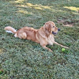 A golden retriever dog lying on grass with a green ball near its front paw.