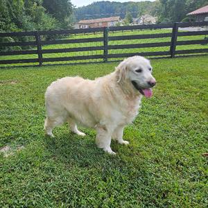 A golden retriever dog standing on a grassy field with a wooden fence in the background.