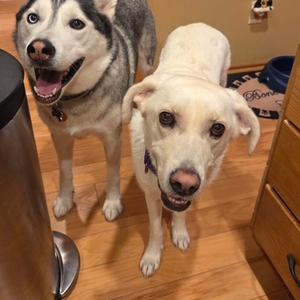 Jazzman #7316, Great Pyrenees / Labrador Retriever, young, available for adoption
