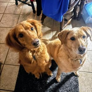Daisy #6948, Labrador Retriever, adult, available for adoption