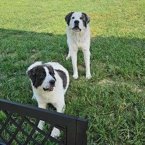 Dixie, Great Pyrenees, puppy, available for adoption