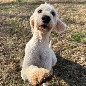 Charlie Richmond #7404, Goldendoodle, adult, available for adoption