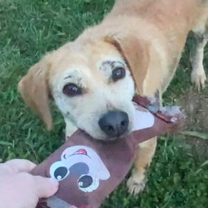 Daisy Hill, Golden Retriever, young, available for adoption