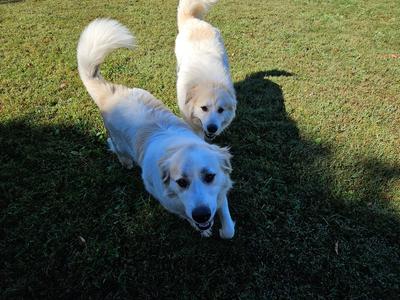 Bella #7471 GP, Great Pyrenees, puppy, available for adoption