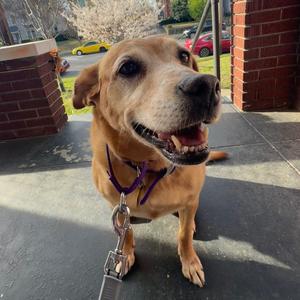 Cyclone #6783, Labrador Retriever, adult, available for adoption