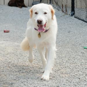 A white dog with a pink collar running on a gravel surface.