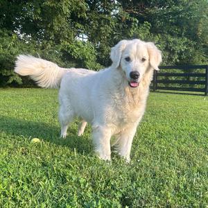 Jet, Golden Retriever, adult, available for adoption