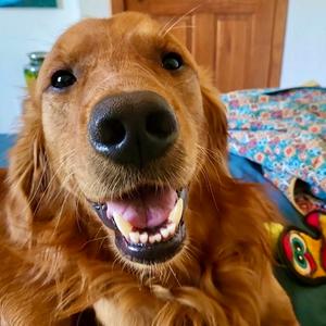 Cooper Bren, Golden Retriever, young, available for adoption