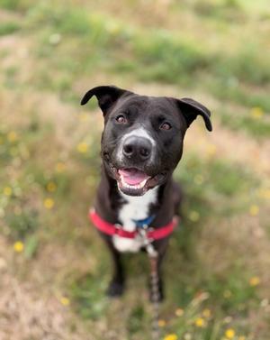 A black and white dog with a red collar is standing on a grassy field with yellow flowers.