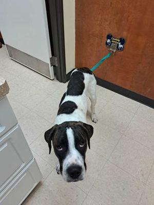 Scooby, Great Dane Mix, young, available for adoption